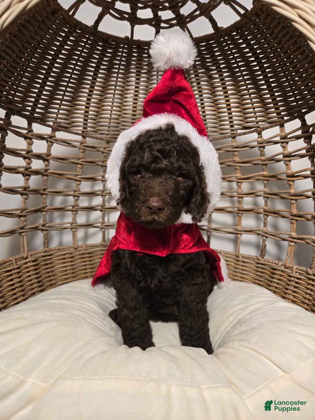Goldendoodle dogs for sale: Chocolate - Ad 2
