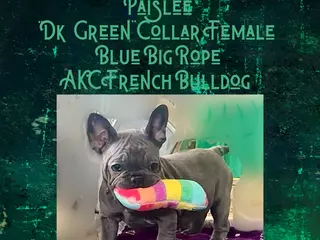 French Bulldog dogs Paislee “Dark Green” Collar, Female - Ad 29