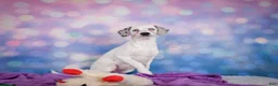 Mixed Breed dogs for sale: Lizzy - Ad 3