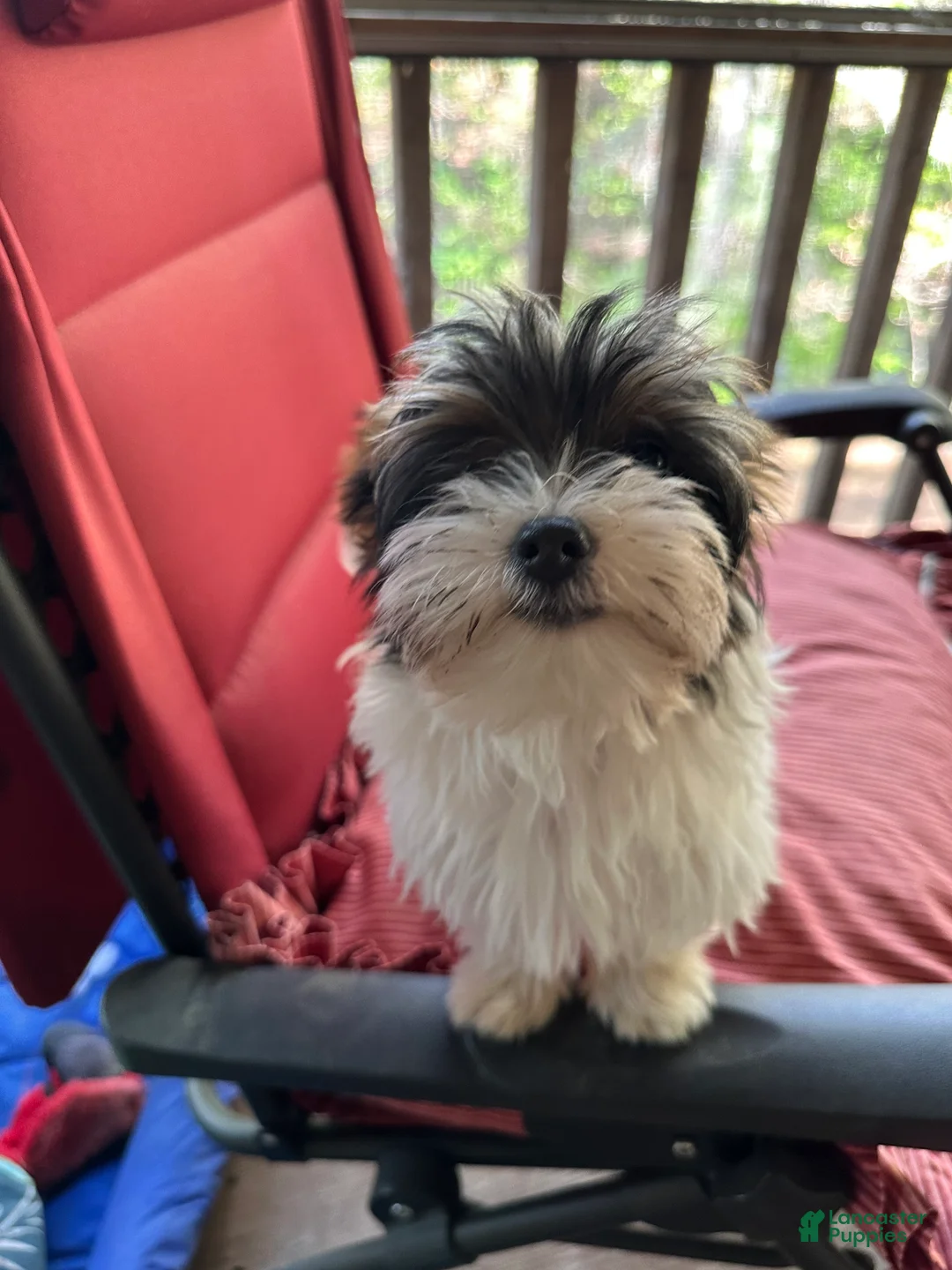 Yorkshire Terrier dogs for sale: Yorkshire Terrier Puppy 4 - Ad 1