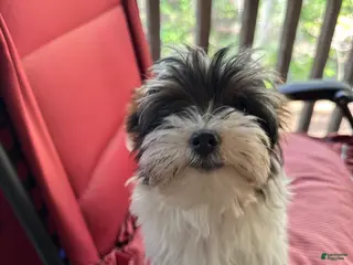 Yorkshire Terrier dogs Yorkshire Terrier Puppy 4 - Ad 23