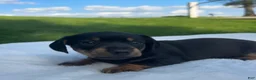 Miniature Dachshund dogs for sale: Oscar - Ad 3