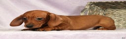 Miniature Dachshund dogs for sale: Simon - Ad 8