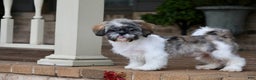 Shih Tzu dogs for sale: Snickers (Neutered) - Ad 24