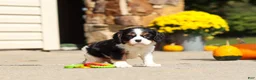 Cavalier King Charles Spaniel dogs for sale: Kaylee - Ad 1