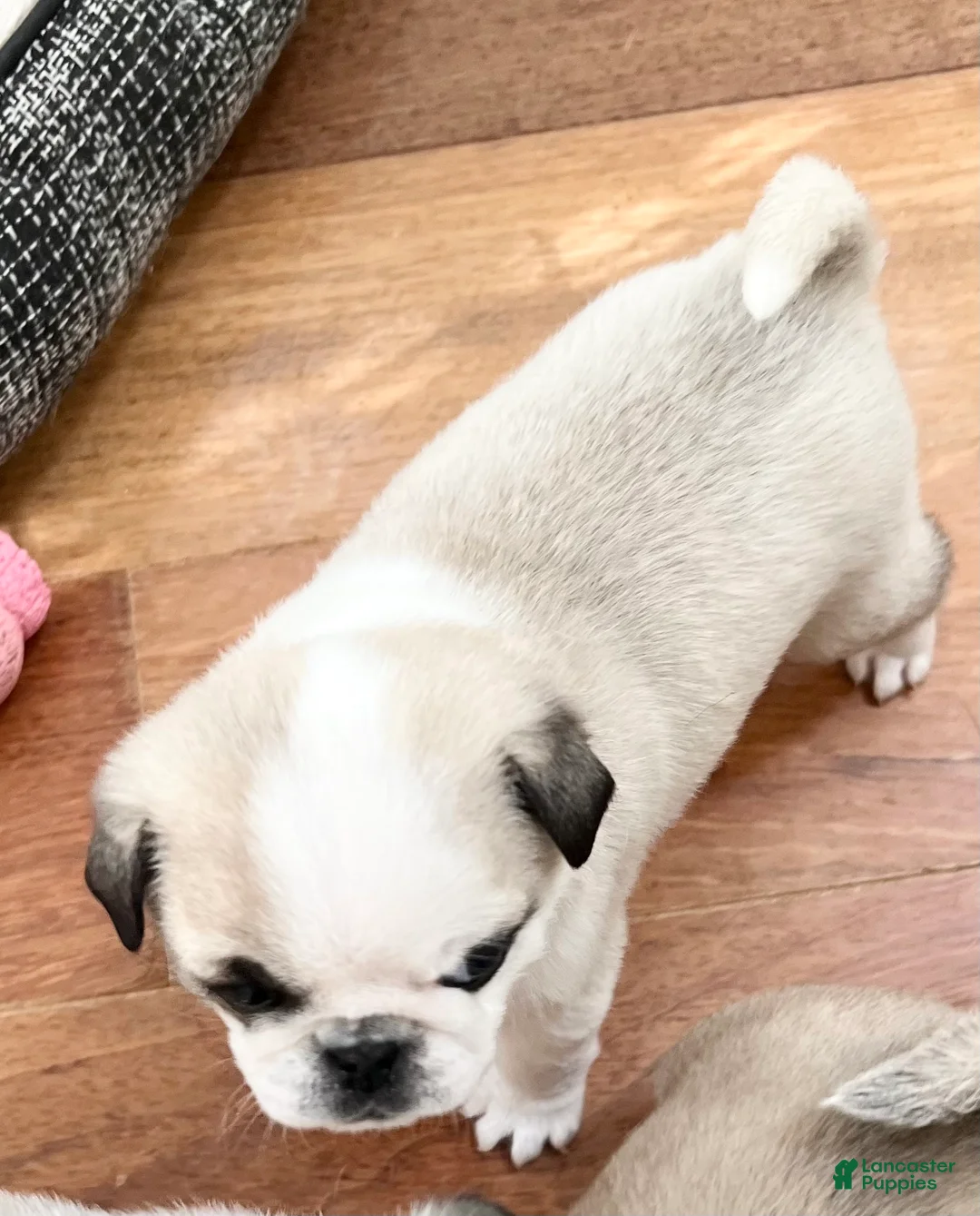 Pug dogs for sale: Pug Puppy 3 - Ad 1