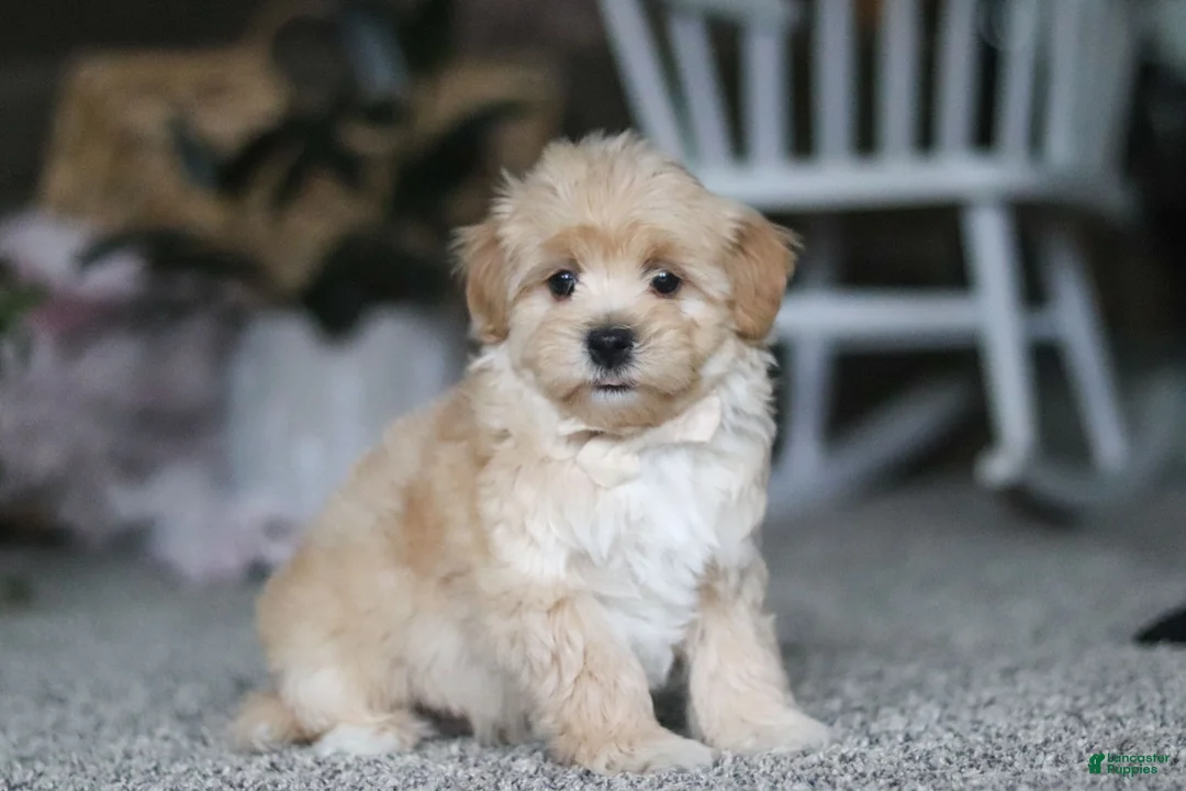 Havapoo dogs for sale: Baker - Ad 1