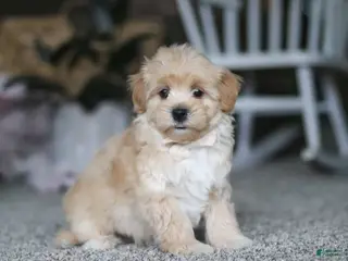 Havapoo dogs for sale: Baker - Ad 1