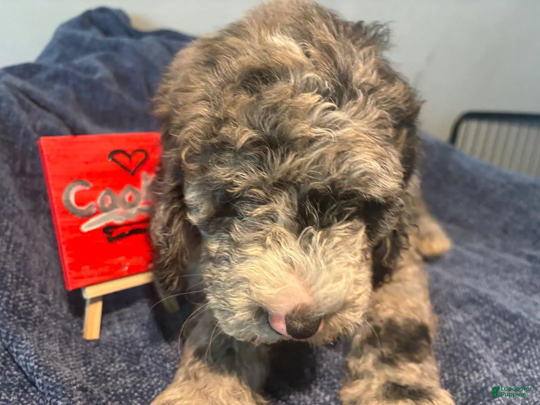 Mixed Breed dogs for sale: Cookie - Ad 1