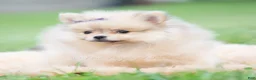 Pomeranian dogs for sale: Josephine - Ad 7