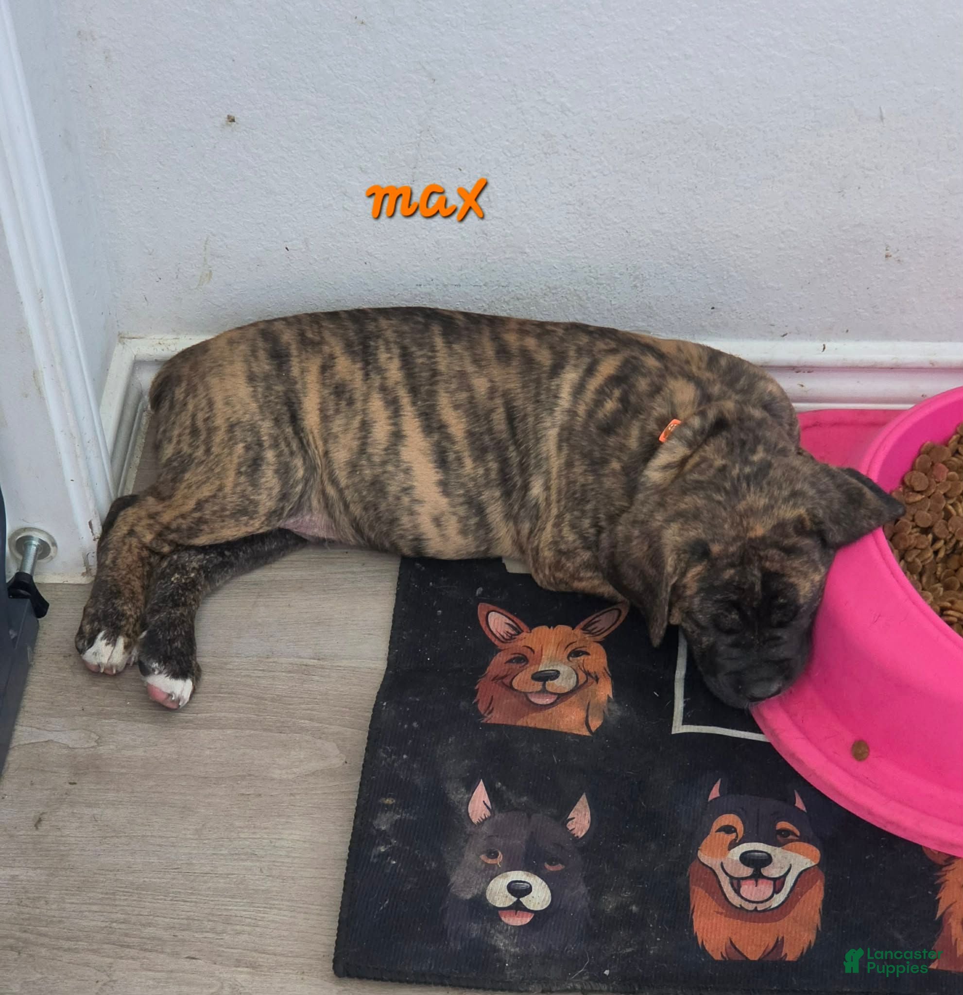 Mixed Breed dogs Mixed Breed 1 - Ad 22