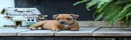 Staffordshire Bull Terrier dogs for sale: Marley 🌸🐾 - Ad 6