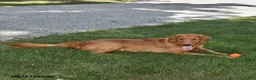 Golden Retriever dogs for sale: Edison - Ad 6