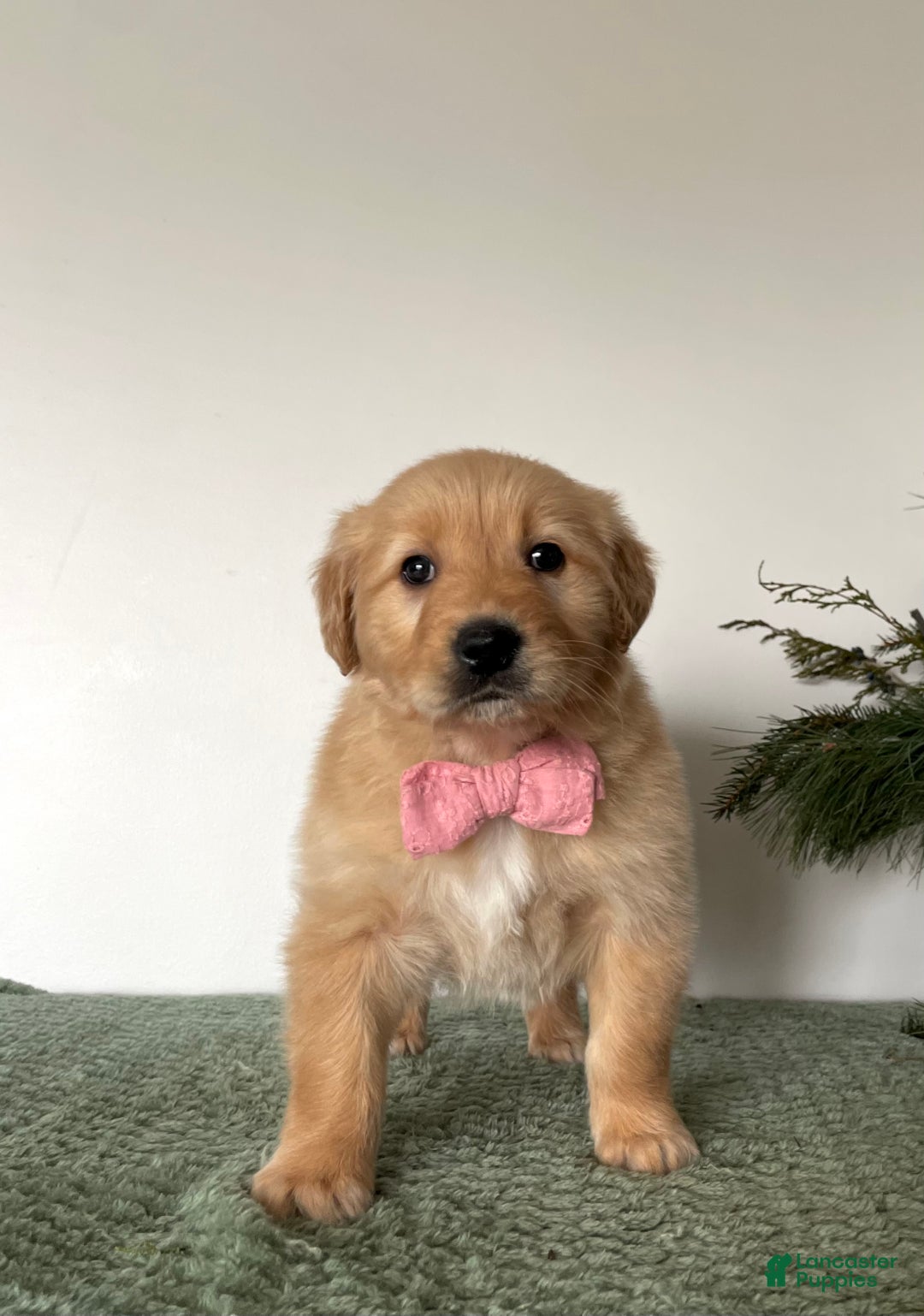 Golden Retriever dogs for sale: Bella - Ad 6