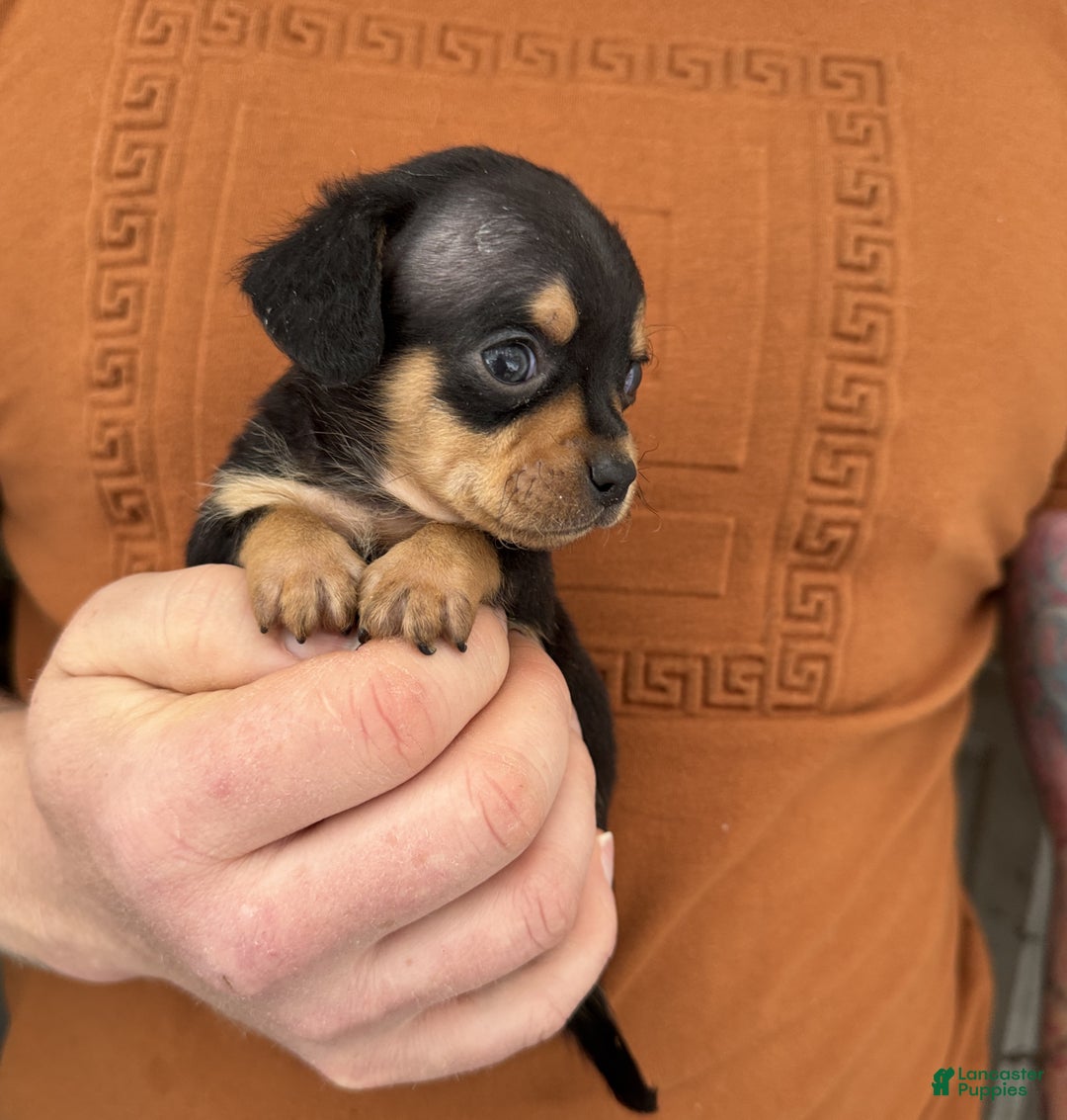 Chiweenie dogs for sale: Lyla - Ad 9