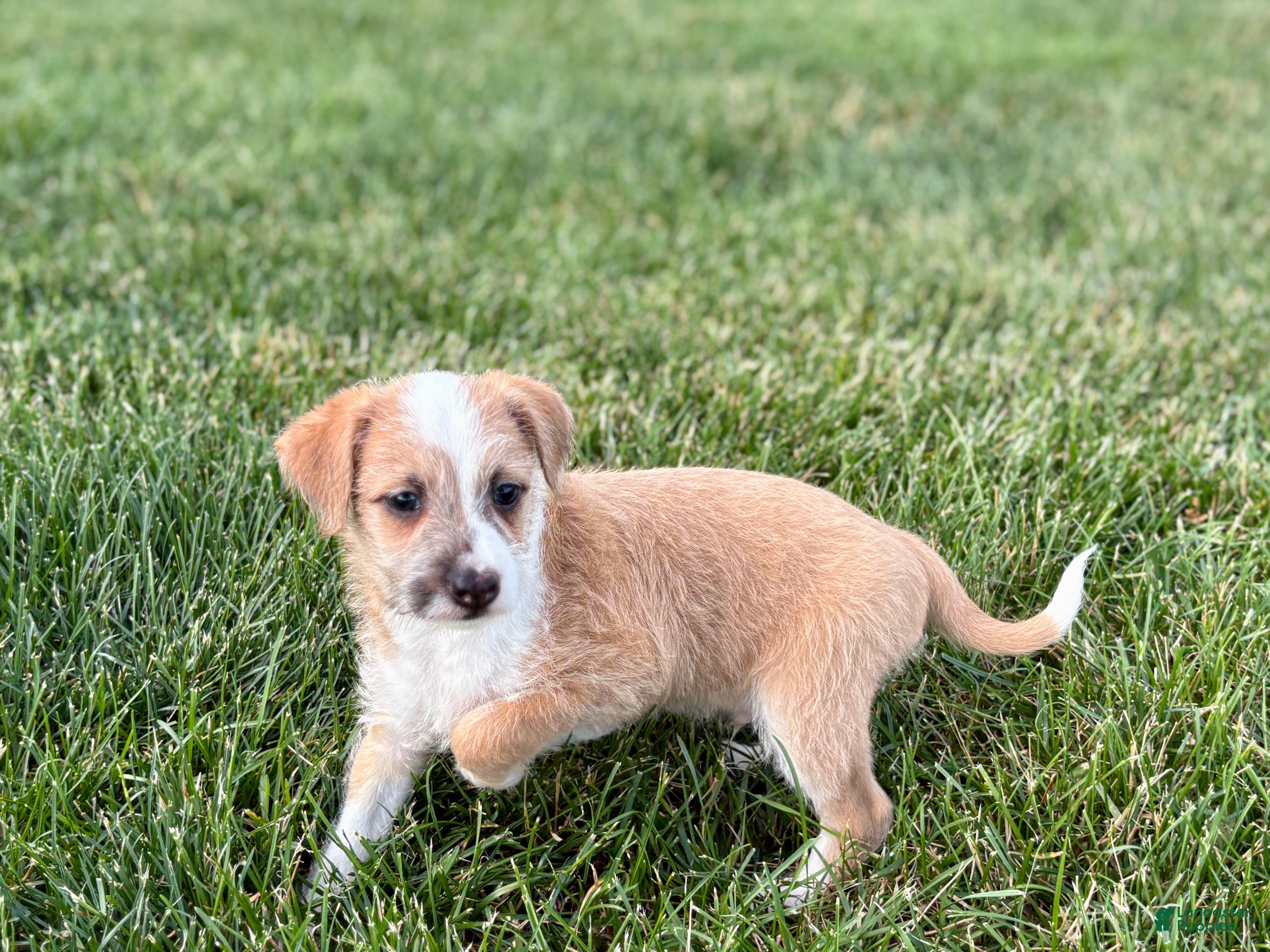 Mixed Breed dogs Italian greyhound/Havanese Cory  - Ad 1