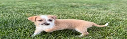 Mixed Breed dogs for sale: Italian greyhound/Havanese Cory  - Ad 1