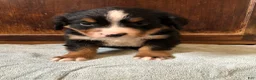 Bernese Mountain Dog dogs for sale: Bernese Mountain Dog Puppy 3 - Ad 1