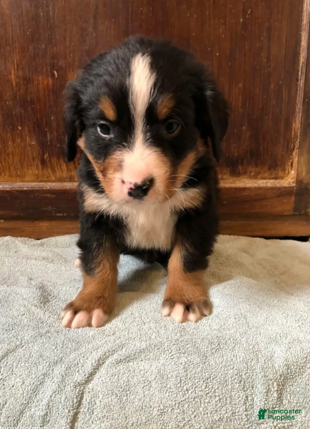 Bernese Mountain Dog dogs for sale: Bernese Mountain Dog Puppy 3 - Ad 1