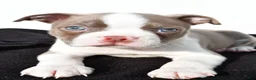 Boston Terrier dogs for sale: Kendall - Ad 3