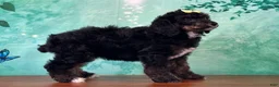 Miniature Poodle dogs for sale: Minnie - Ad 3