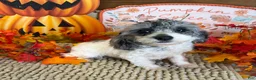Cockapoo dogs for sale: Buttons - Ad 2