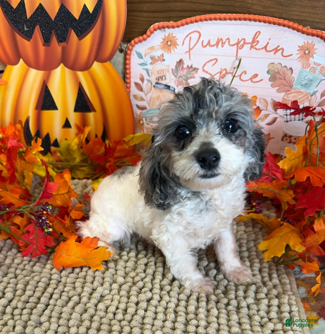 Cockapoo dogs for sale: Buttons - Ad 2