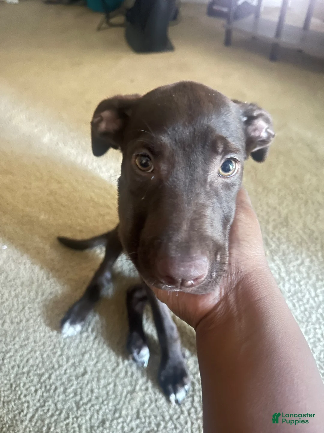Mixed Breed dogs for sale: Mixed Breed 1 - Ad 2