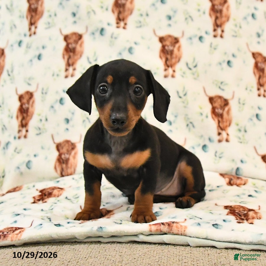 Miniature Dachshund dogs for sale: Trixie - Ad 1