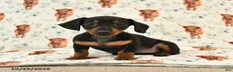 Miniature Dachshund dogs for sale: Trixie - Ad 1