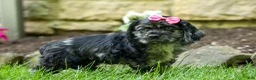 Cocker Spaniel dogs for sale: Bella 🐶💗 - Ad 14