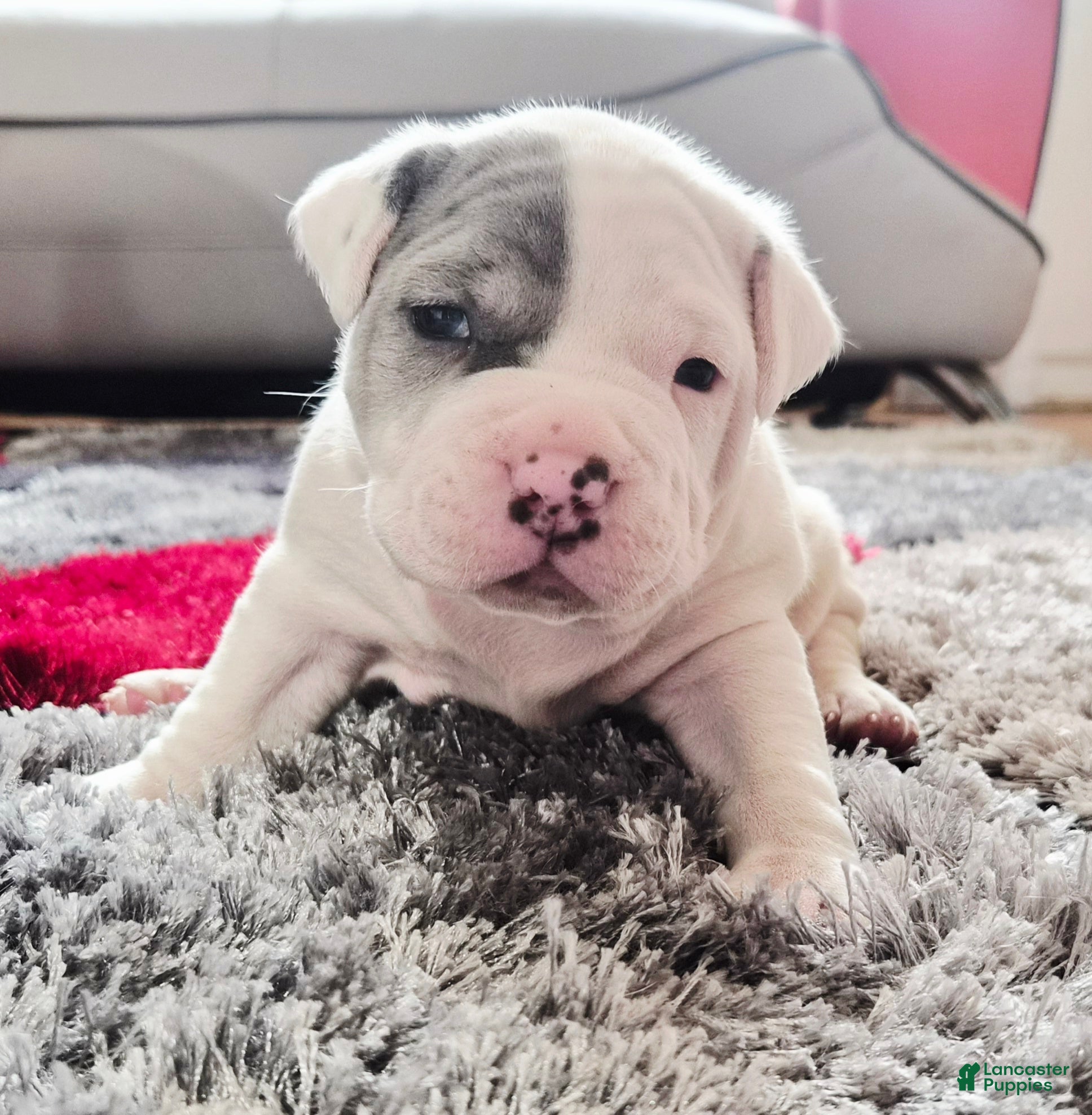 Mixed Breed dogs "WOLVERINE" WHITE MERLE - Ad 16