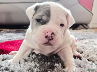 Mixed Breed dogs "WOLVERINE" WHITE MERLE - Ad 31