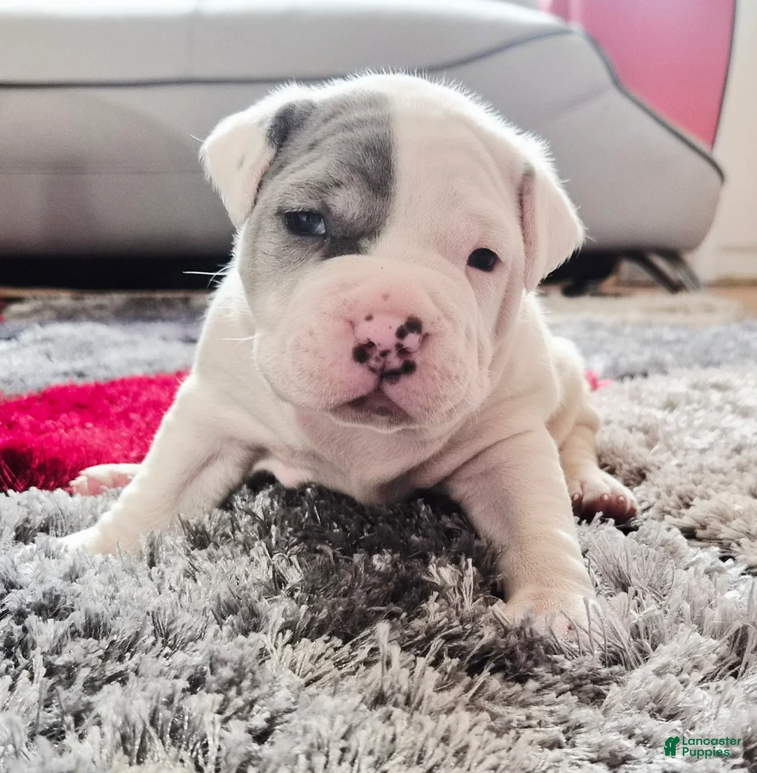 Mixed Breed dogs for sale: "WOLVERINE" WHITE MERLE - Ad 3