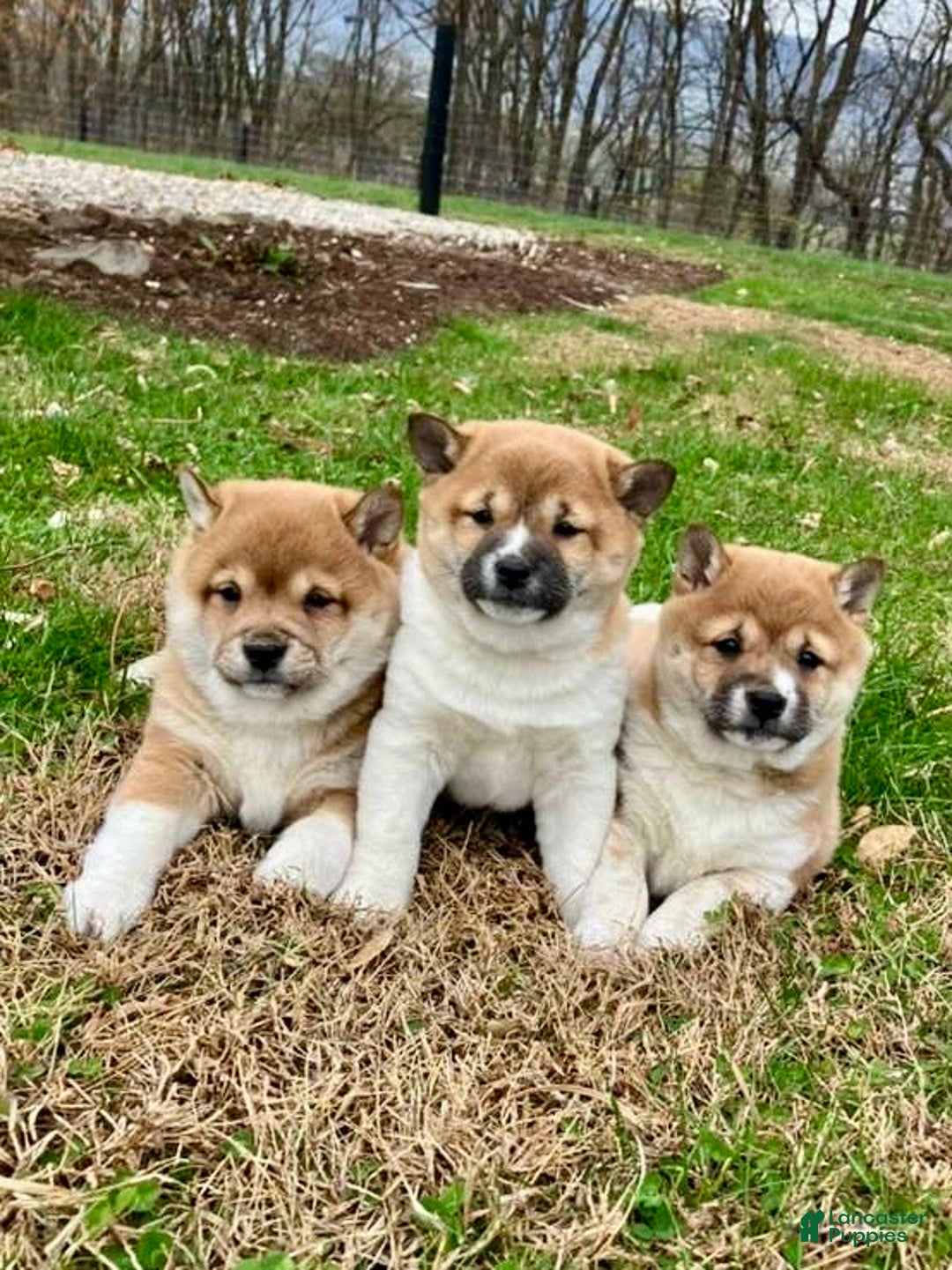 Shiba Inu dogs for sale: Sasha - Ad 6