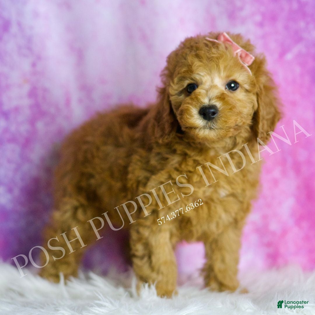 Miniature Poodle dogs for sale: Mango - Ad 3