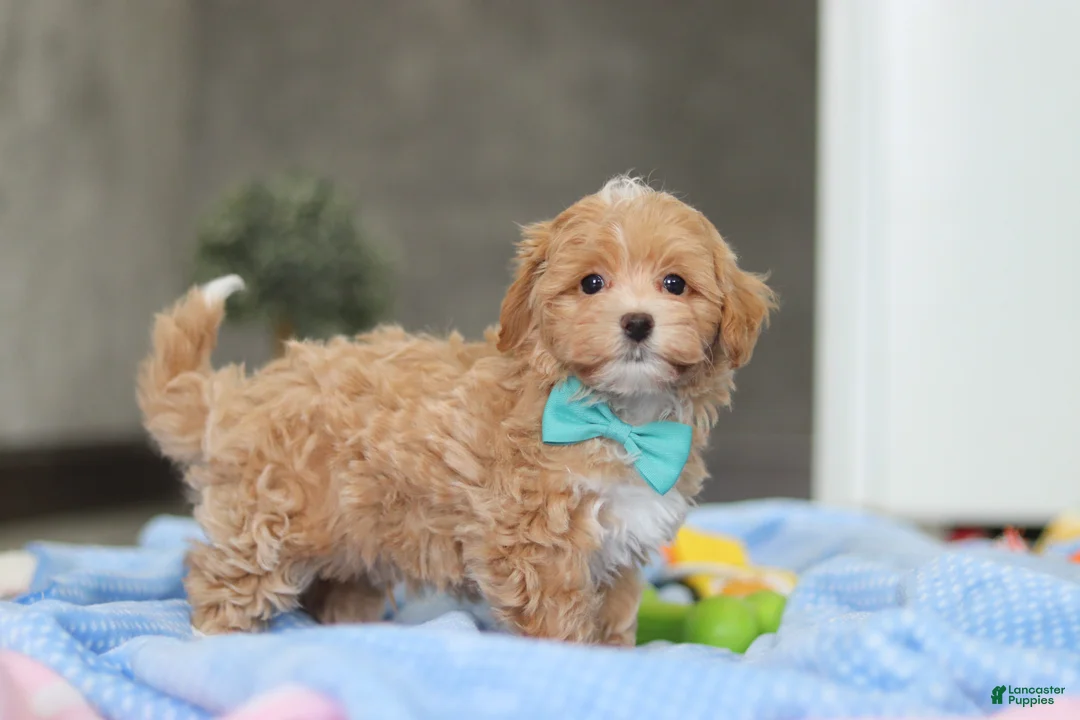 Havapoo dogs for sale: Beau - Ad 7