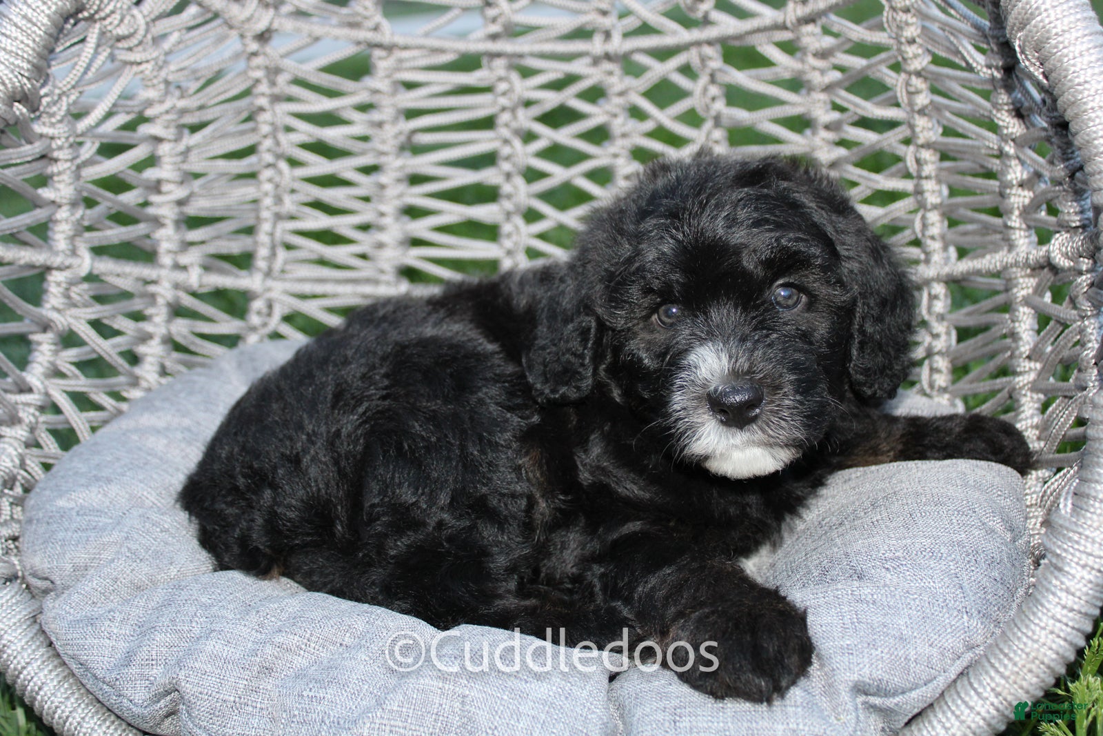 Mini Sheepadoodle dogs Lilac - Ad 1