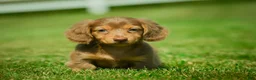 Miniature Dachshund dogs for sale: Ezra - Ad 9