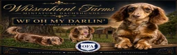 Miniature Dachshund dogs for sale: Brownie - Ad 9
