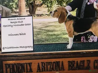 Beagle dogs Feather - Ad 2