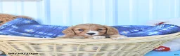 Cavapoo dogs for sale: Bennet - Ad 3