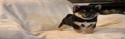 Shiba Inu dogs for sale: Shadow - Ad 5