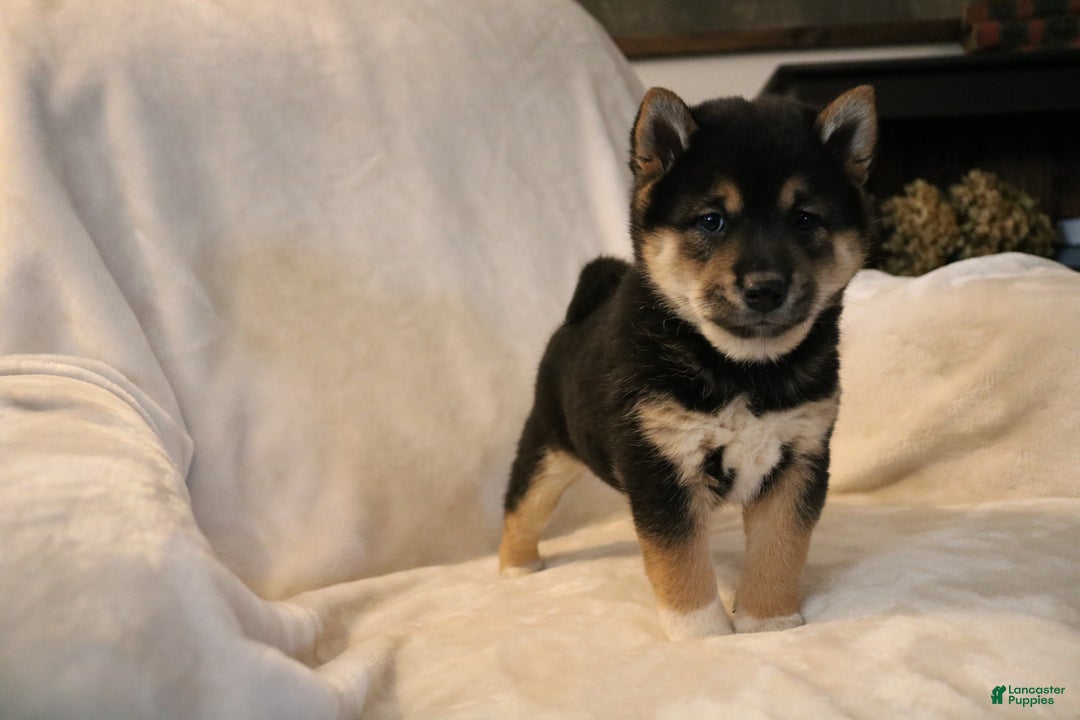 Shiba Inu dogs for sale: Shadow - Ad 5