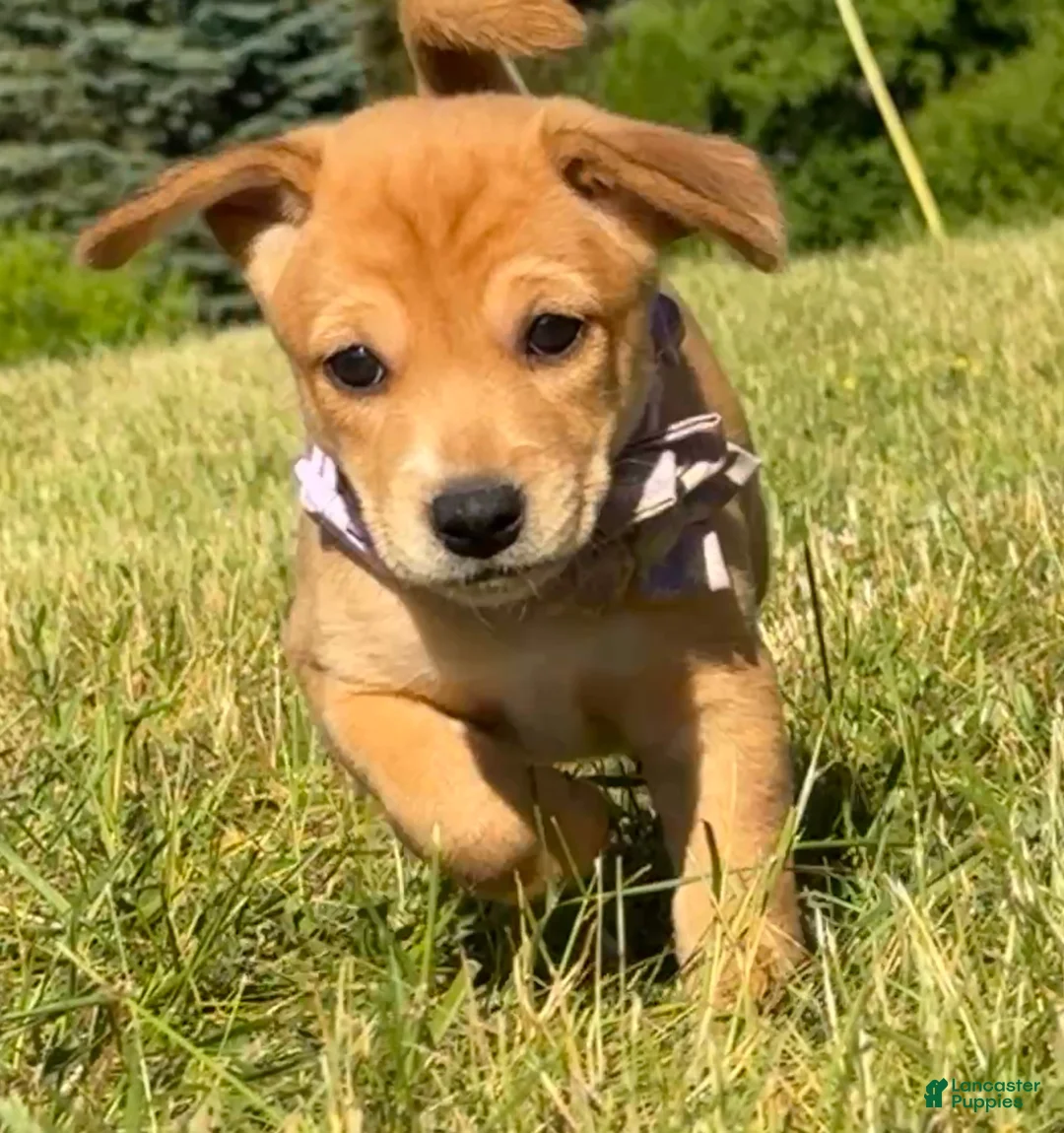 Mixed Breed dogs for sale: Prima - Ad 1