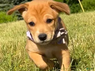 Mixed Breed dogs Prima - Ad 12