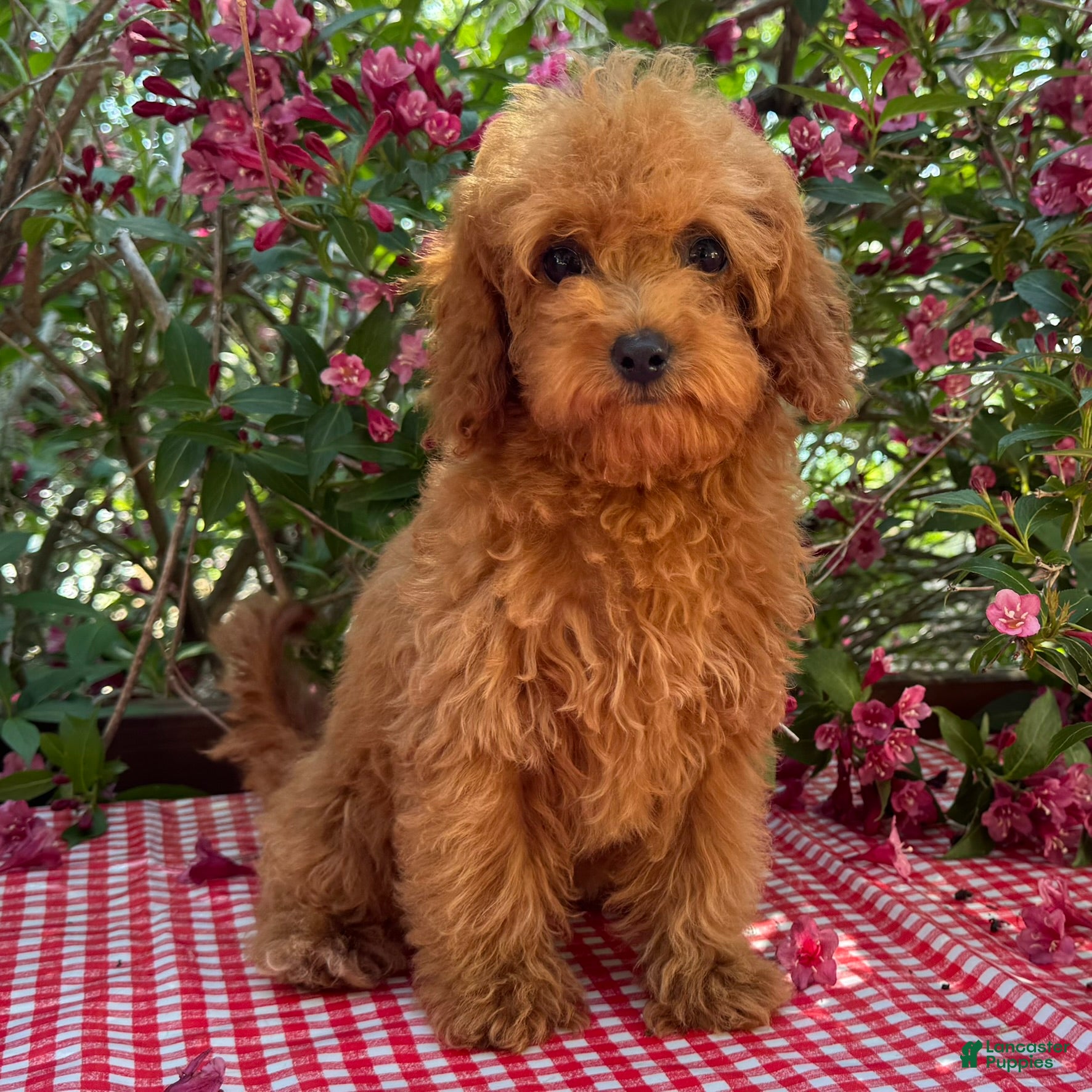 Cavapoo dogs Margie - Ad 2