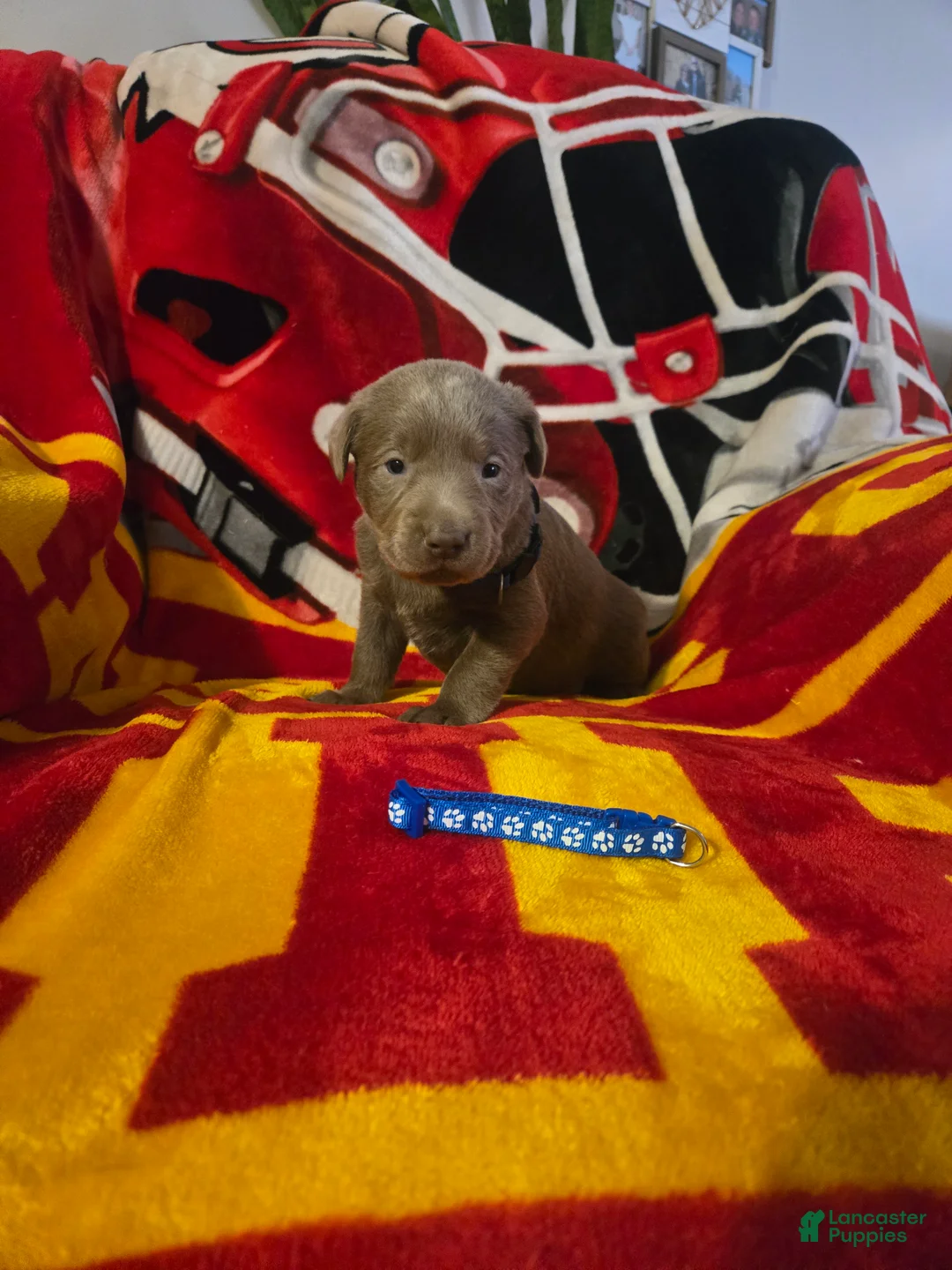 Labrador Retriever dogs for sale: Labrador Retriever Puppy 1 - Ad 1