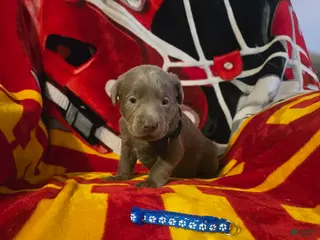 Labrador Retriever dogs for sale: Labrador Retriever Puppy 1 - Ad 4