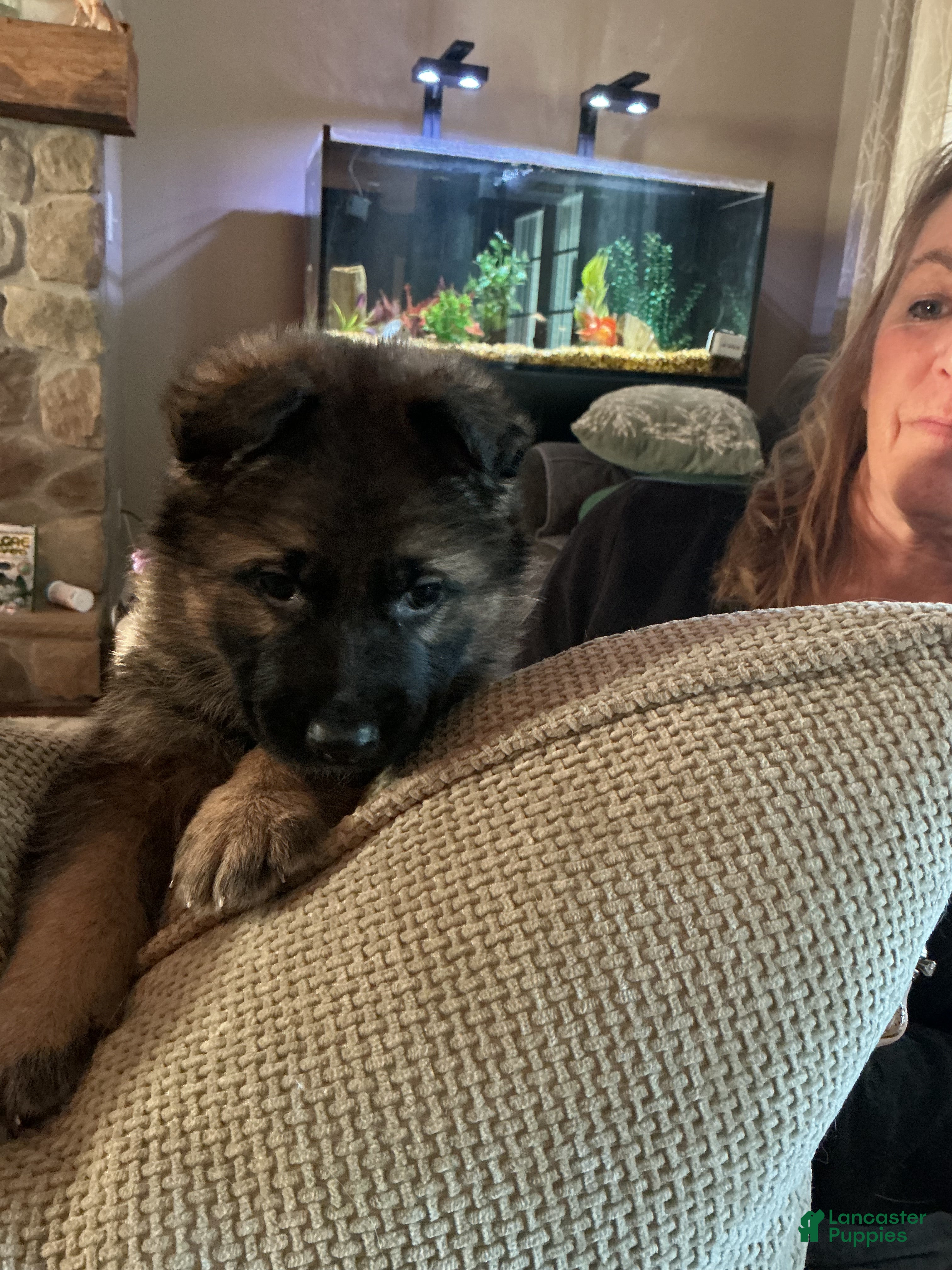 German Shepherd dogs German Shepherd Puppy 4 - Ad 40